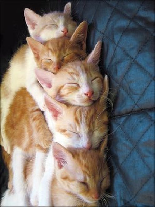 0412 5 Kitties Sleeping Together