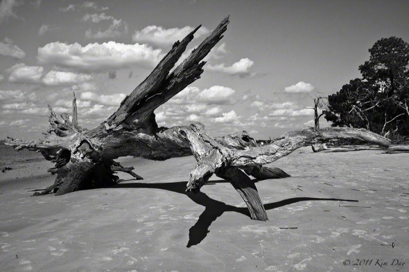 Driftwood-beach1